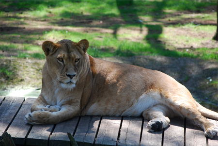 Ein "Big Five": Löwe