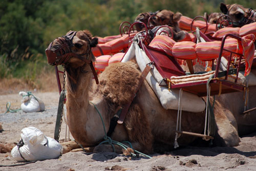 Kamele warten auf reitfreudige Touristen