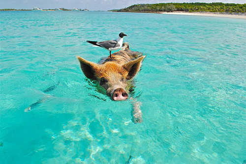 Die schwimmenden Schweine | Foto: larsen9236, pixabay.com, CC0 Public Domain