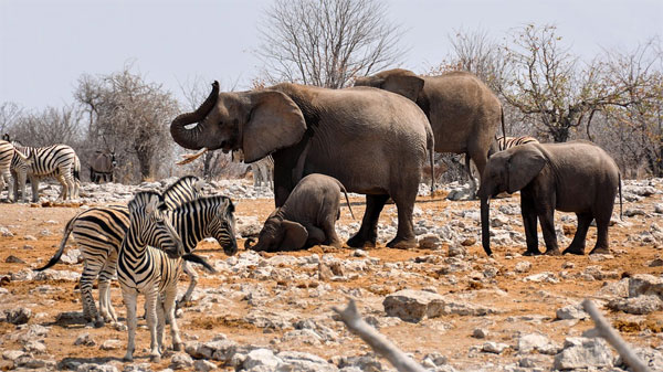 Tiere in Namibia | Foto: kolibri5, pixabay.com, Pixabay License